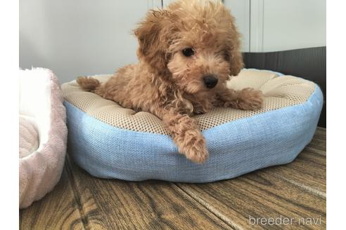 成約済の兵庫県のトイプードル-179767の11枚目